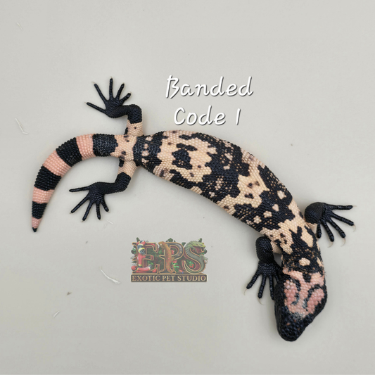 Gila Monster