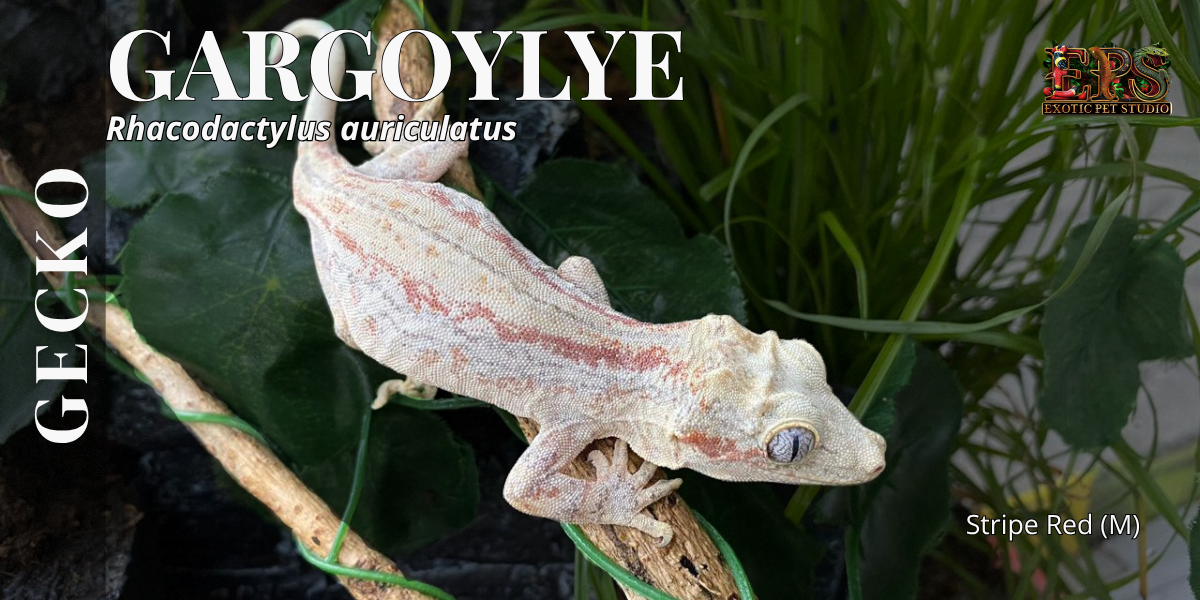 Gargoyle Gecko (Rhacodactylus Auriculatus) - Mix Morphs