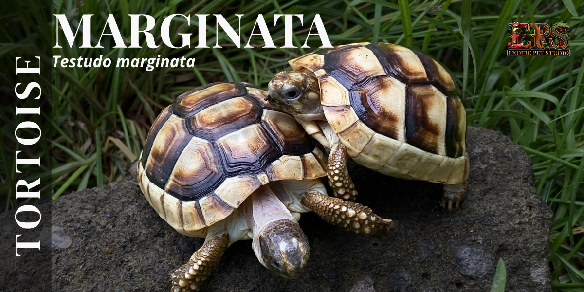 Marginata Tortoise (Tetsudo Marginata)