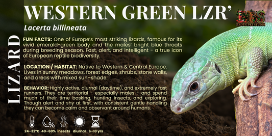 Western Green Lizard (Lacerta Billineata)