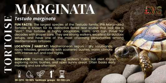 Marginata Tortoise (Tetsudo Marginata)