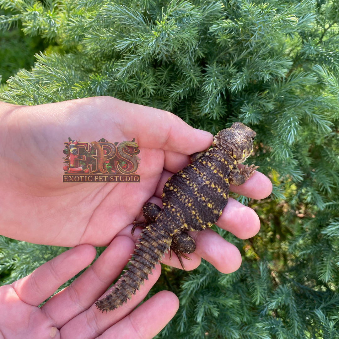 Uromastyx Geyri