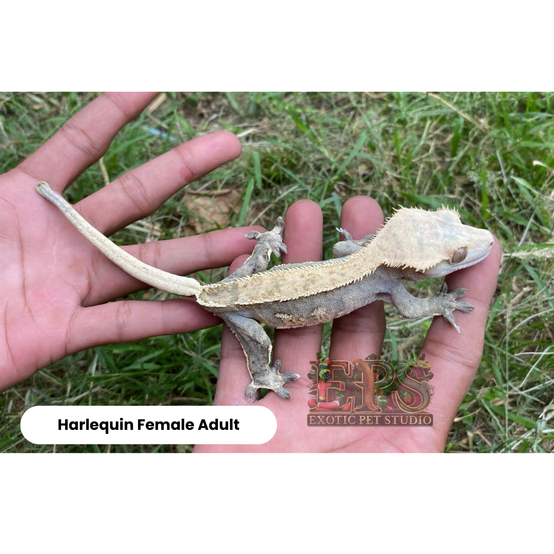 Crested Gecko Harlequin Mix Morphs