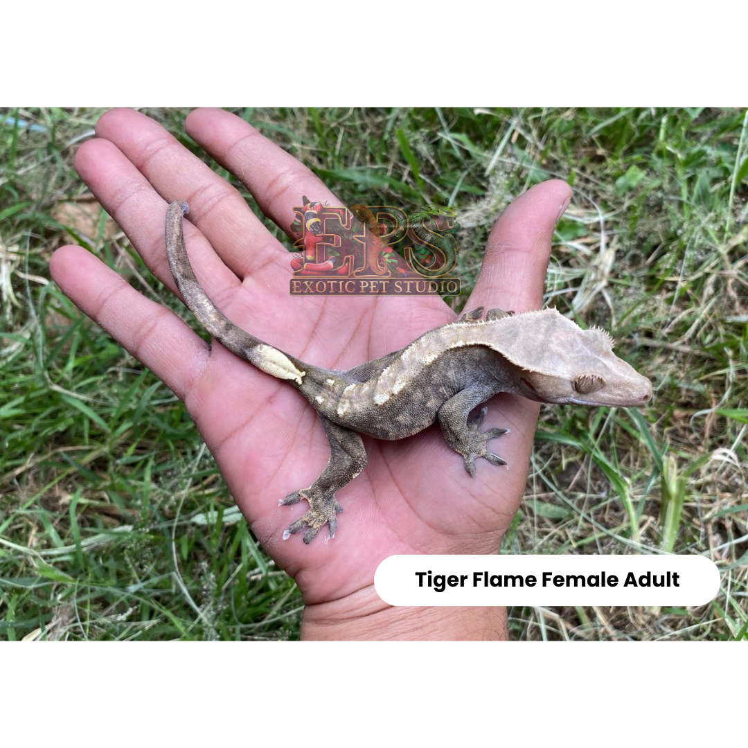 Crested Gecko Flame Mix Morph