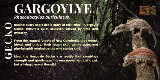 Gargoyle Gecko (Adult Size) - Mix Morphs