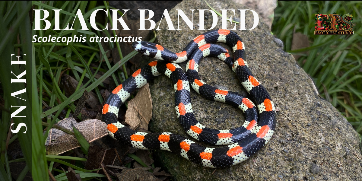 Black Banded