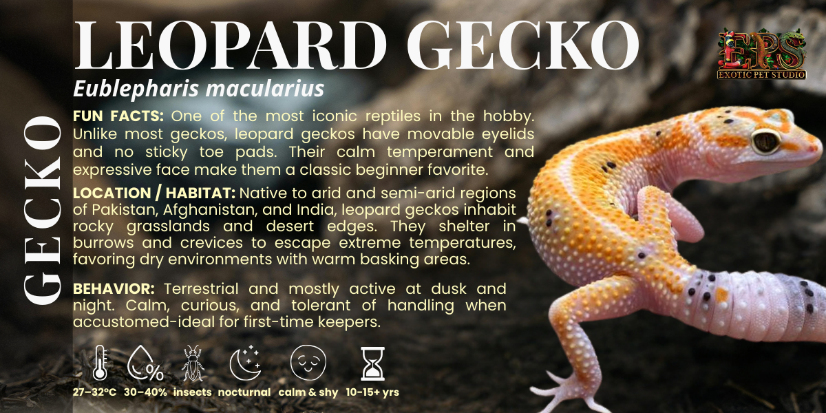 Leopard Gecko (Eublepharis Macularius) - Mix Morphs