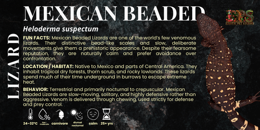 Mexican Beaded Lizard (Heloderma Horridum)