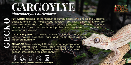 Gargoyle Gecko (Rhacodactylus Auriculatus) - Mix Morphs