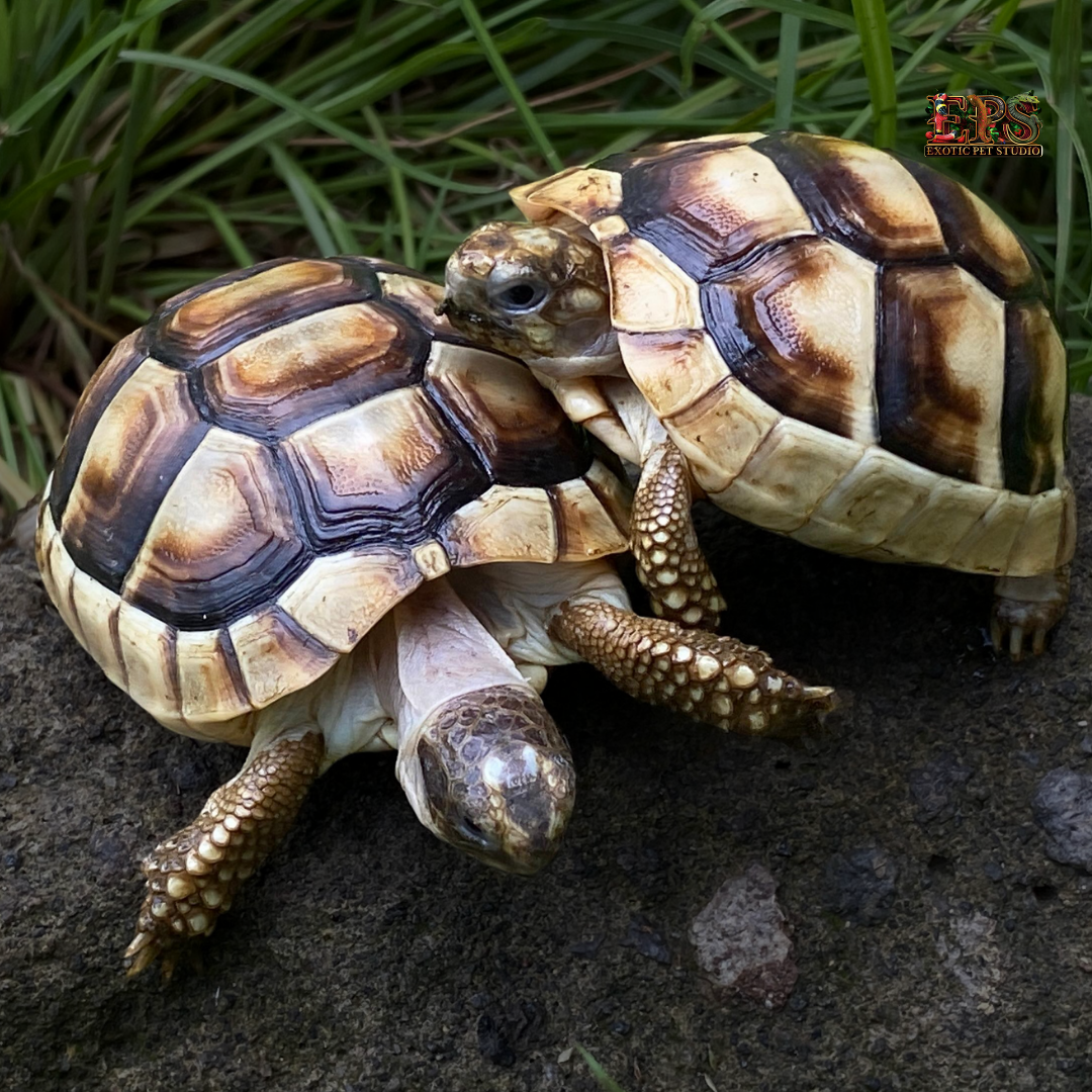 Tortoise