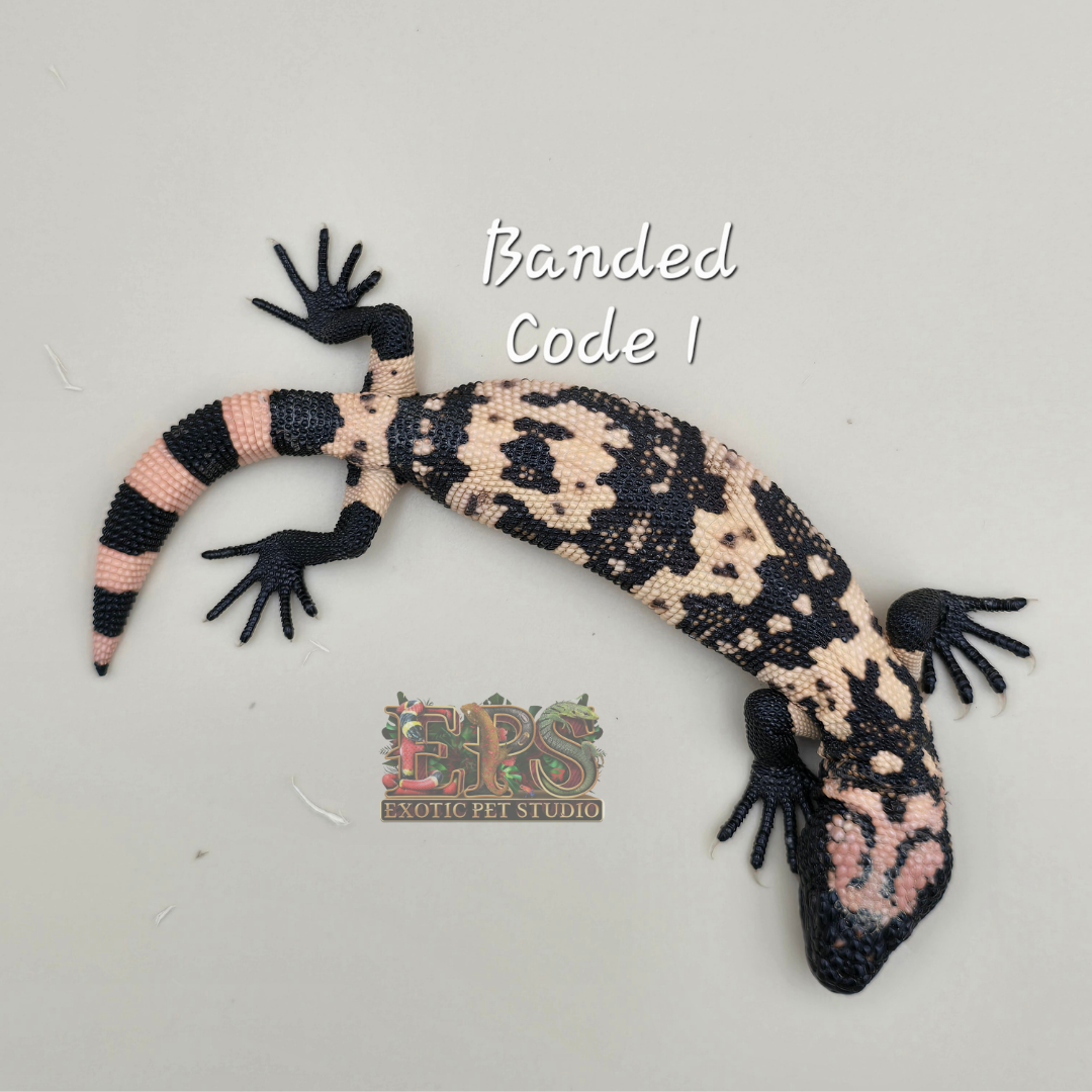 Gila Monster