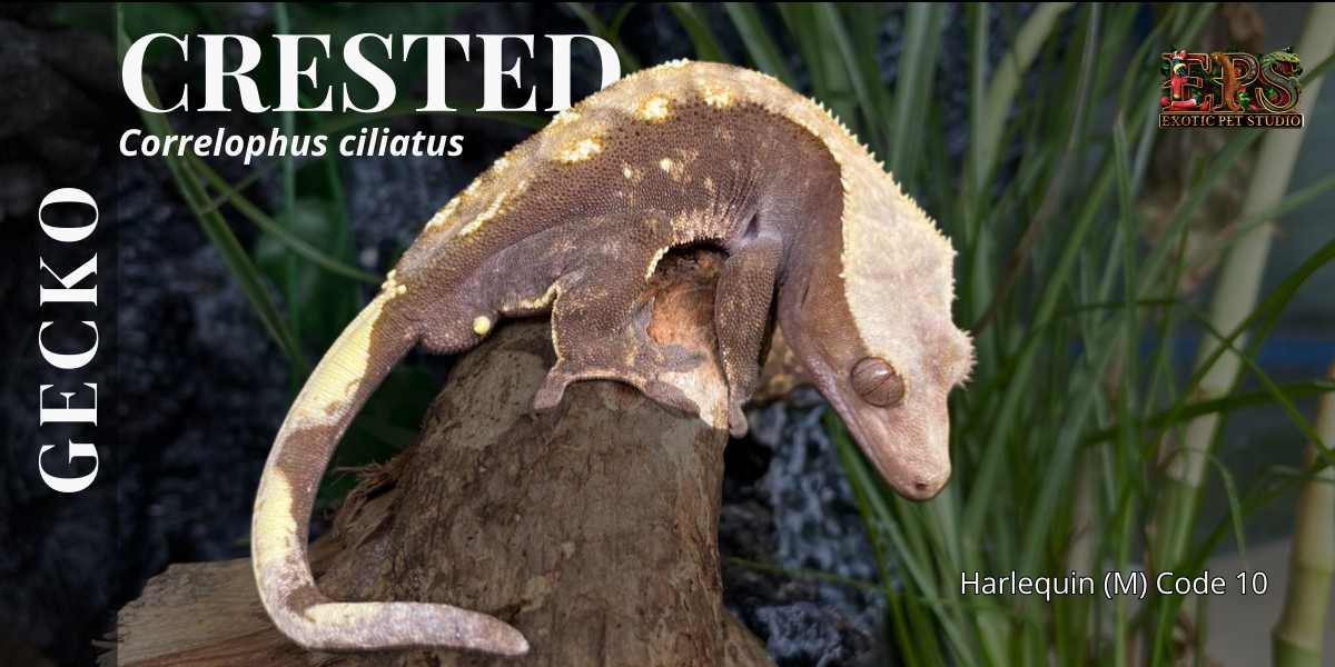 Crested Gecko (Correlophus Ciliatus) - All Morphs Collection