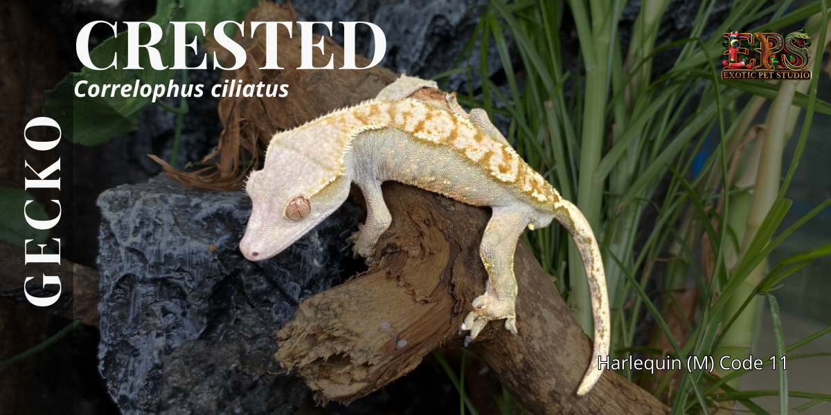 Crested Gecko (Correlophus Ciliatus) - All Morphs Collection