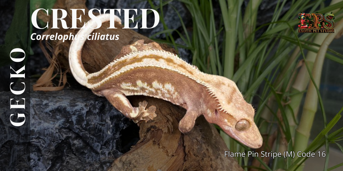 Crested Gecko (Correlophus Ciliatus) - All Morphs Collection