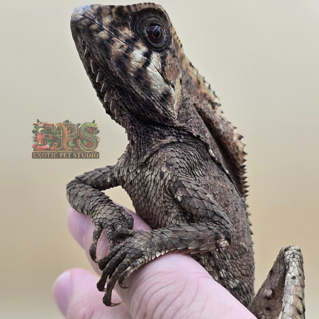 Helmeted Iguana