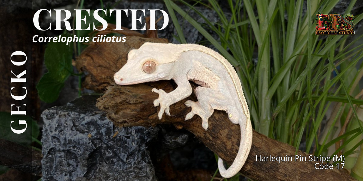 Crested Gecko (Correlophus Ciliatus) - All Morphs Collection