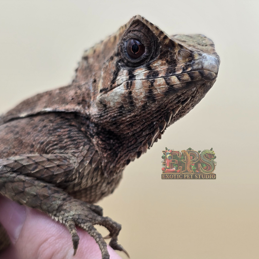 Helmeted Iguana