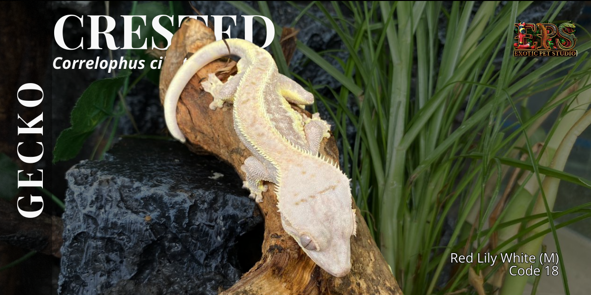 Crested Gecko (Correlophus Ciliatus) - All Morphs Collection