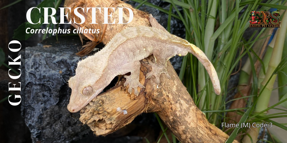 Crested Gecko (Correlophus Ciliatus) - All Morphs Collection