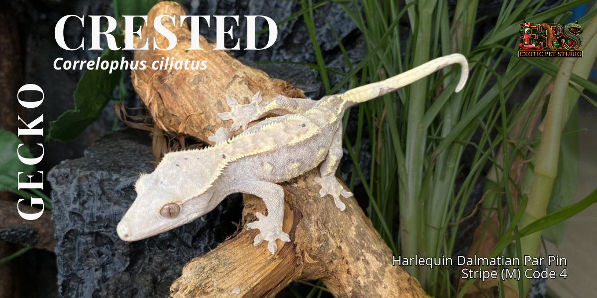 Crested Gecko (Correlophus Ciliatus) - All Morphs Collection