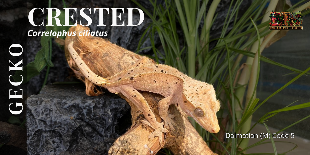 Crested Gecko (Correlophus Ciliatus) - All Morphs Collection