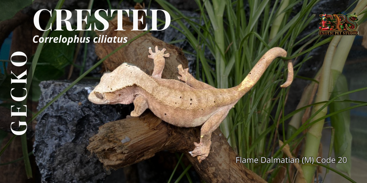 Crested Gecko (Correlophus Ciliatus) - All Morphs Collection
