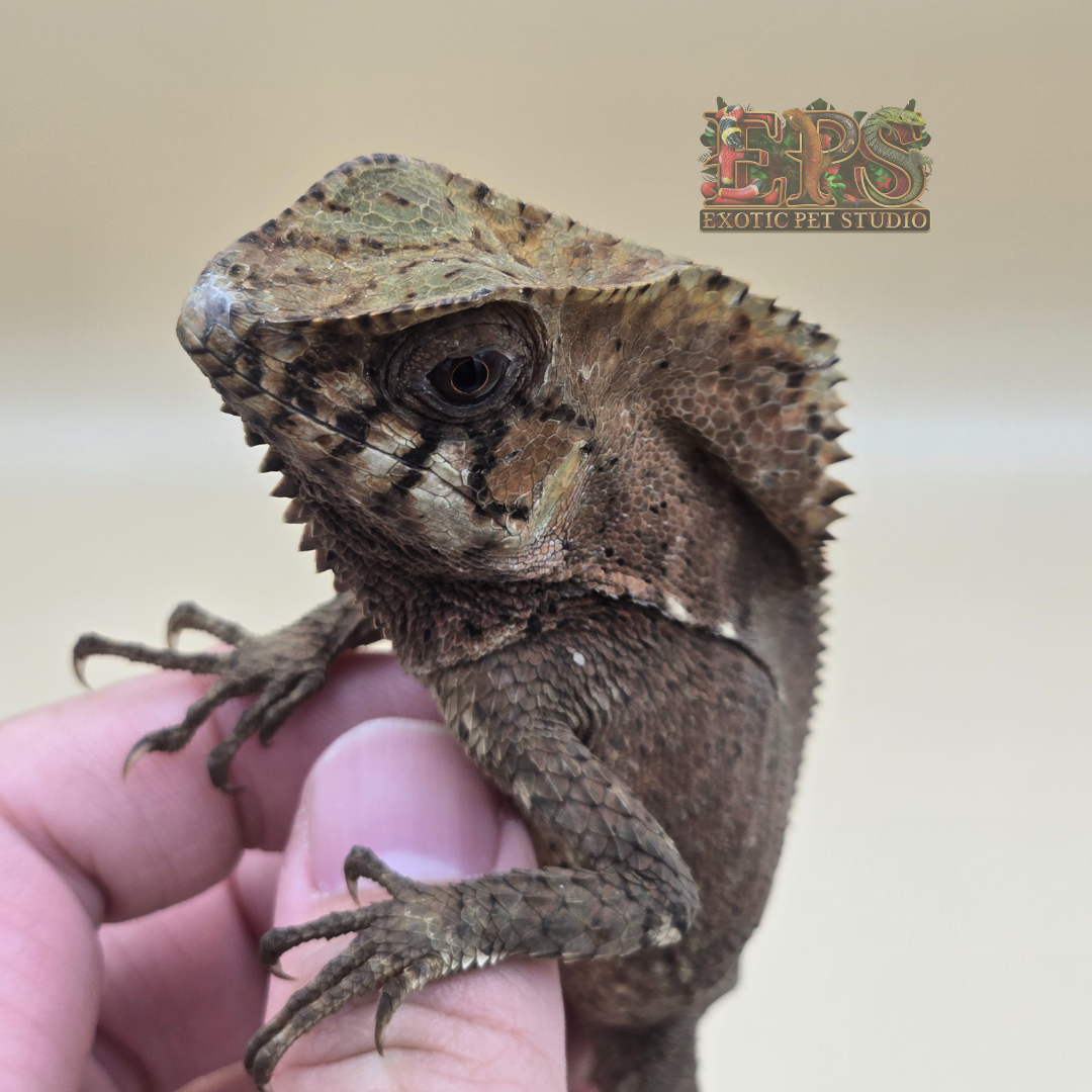 Helmeted Iguana