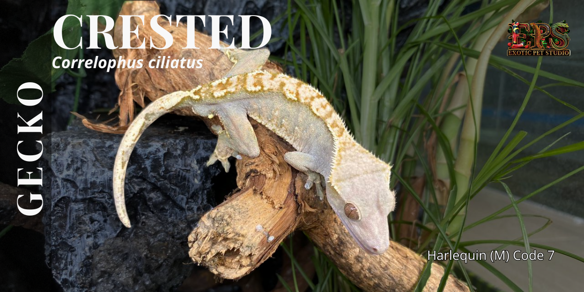 Crested Gecko (Correlophus Ciliatus) - All Morphs Collection