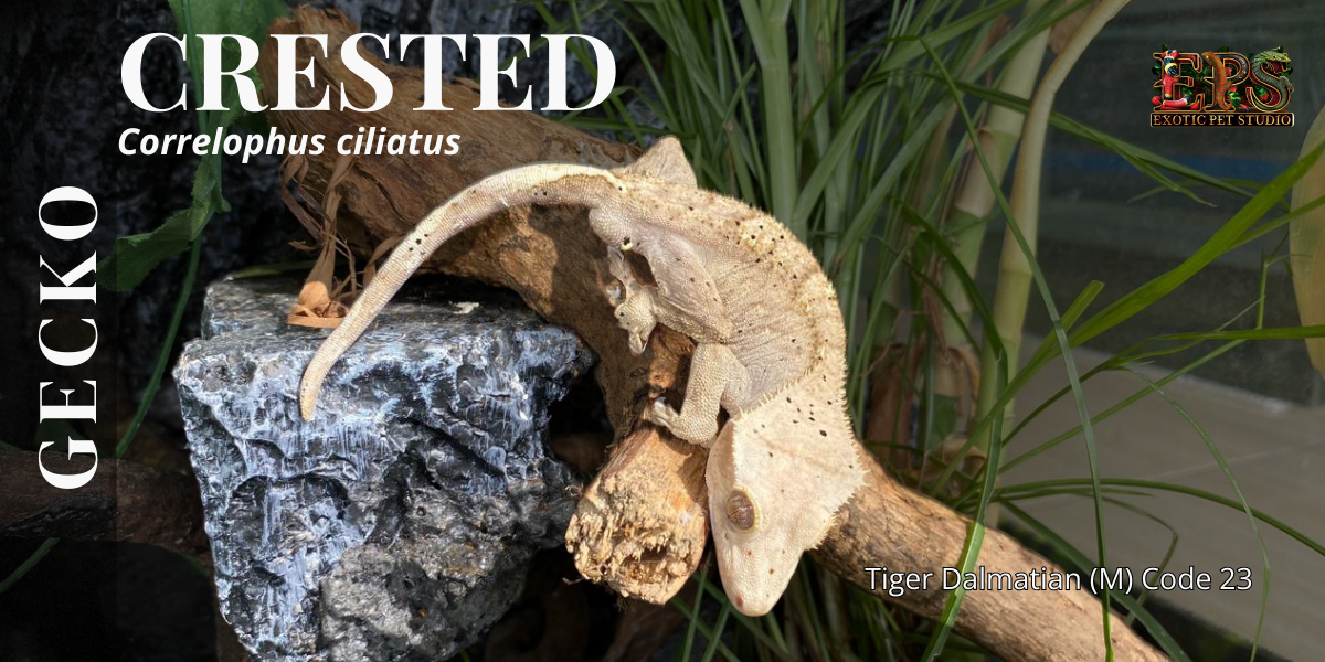Crested Gecko (Correlophus Ciliatus) - All Morphs Collection
