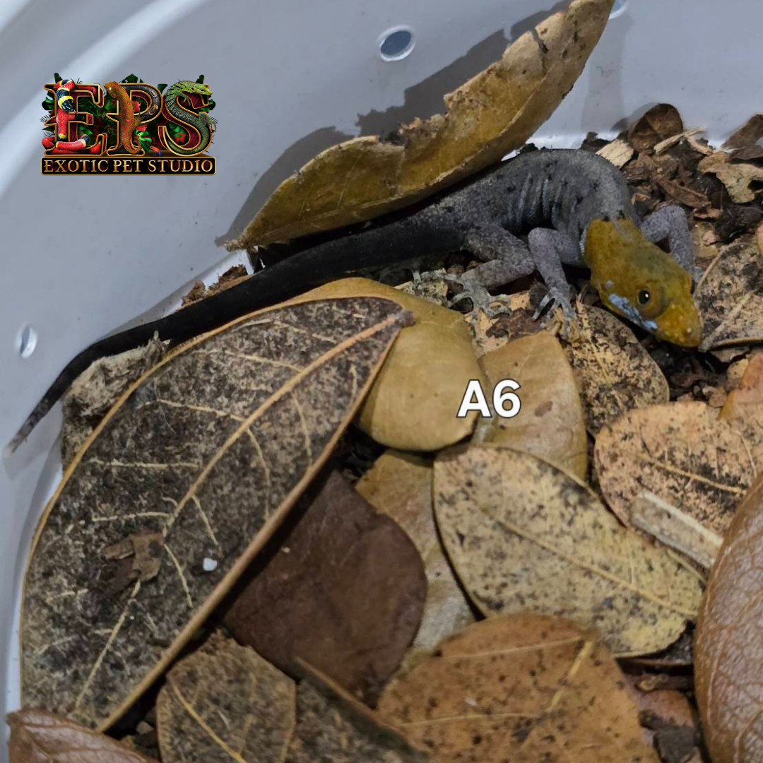 Yellow Head Gecko