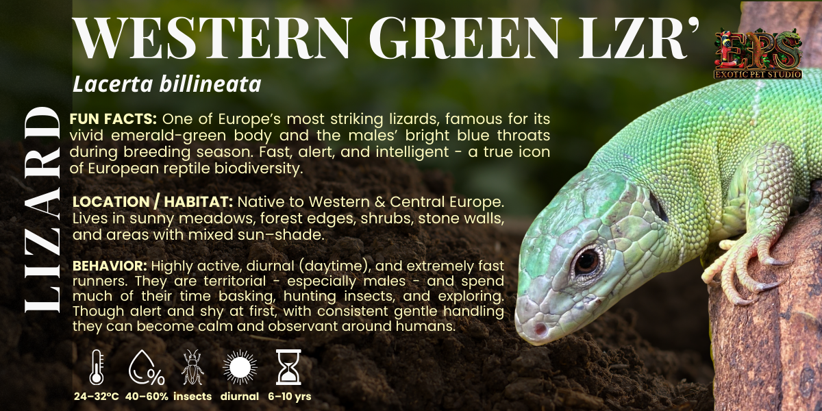 Western Green Lizard (Lacerta Billineata)
