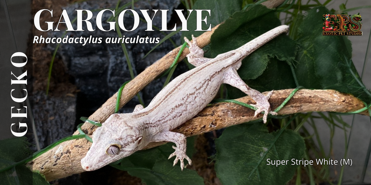 Gargoyle Gecko (Adult Size) - Mix Morphs