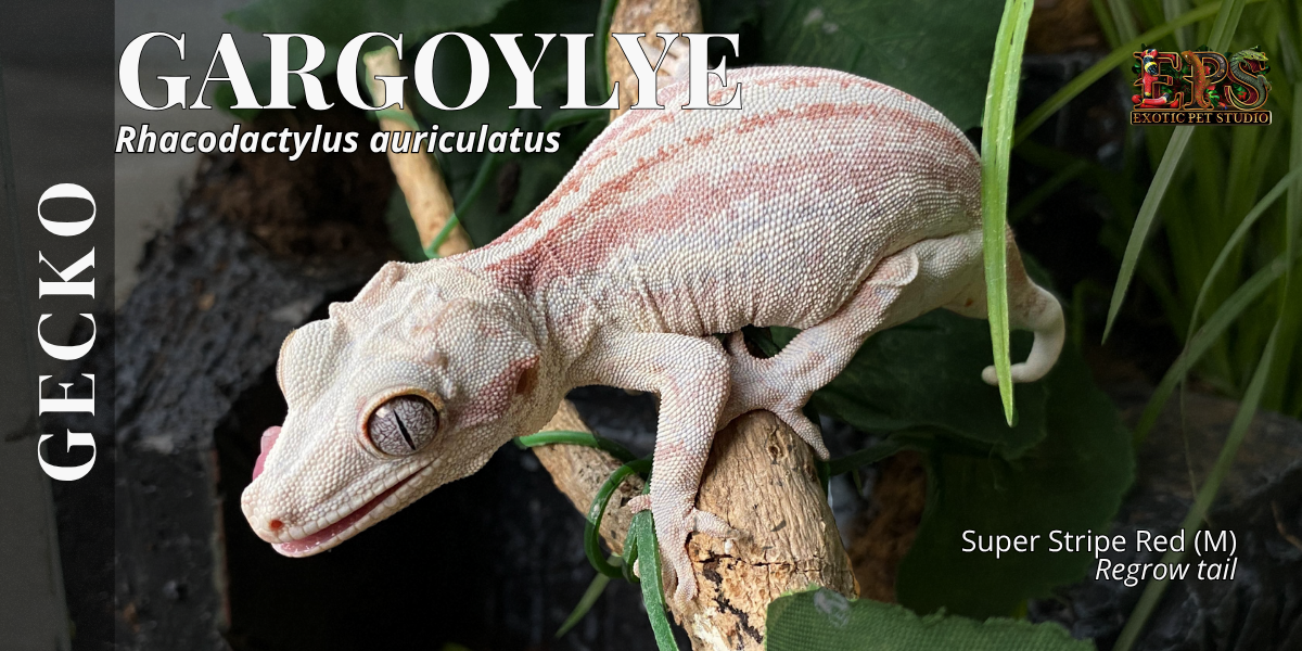 Gargoyle Gecko (Adult Size) - Mix Morphs