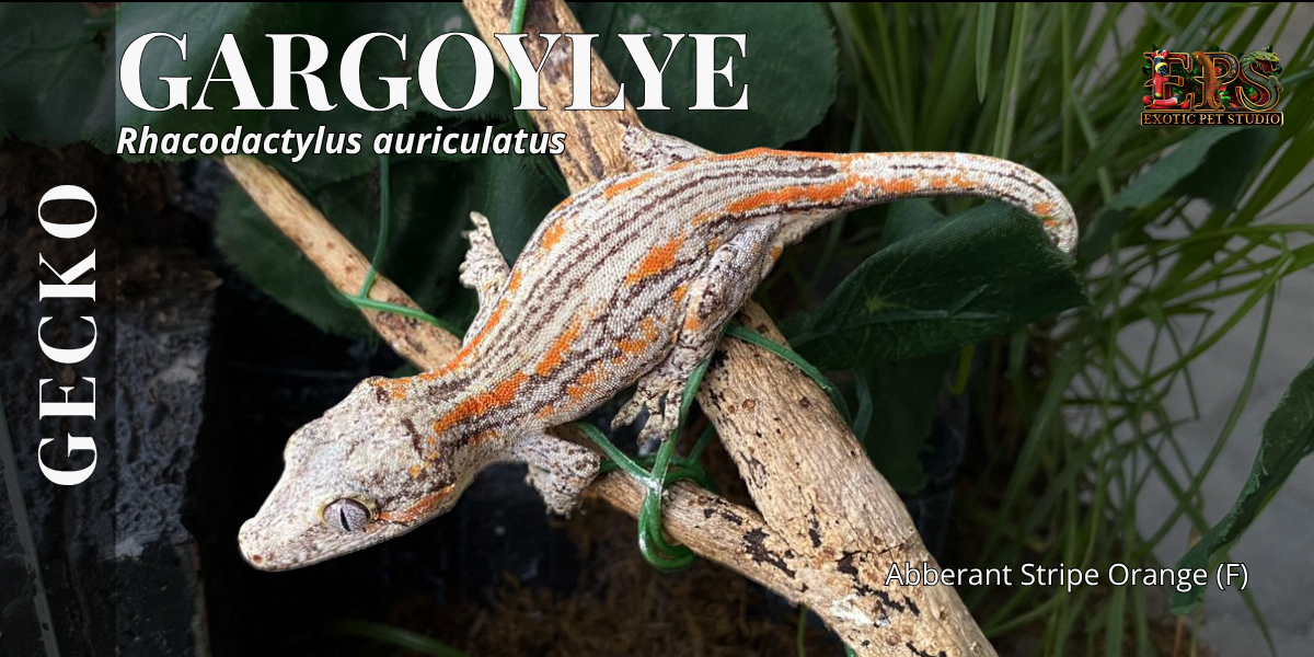 Gargoyle Gecko (Adult Size) - Mix Morphs