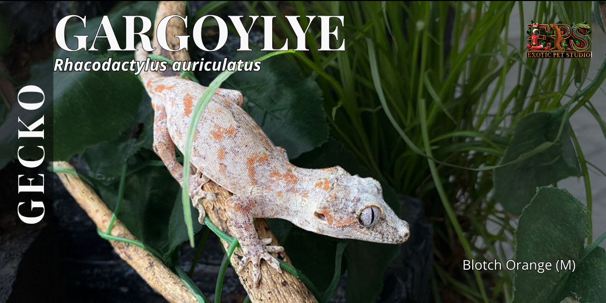 Gargoyle Gecko (Adult Size) - Mix Morphs