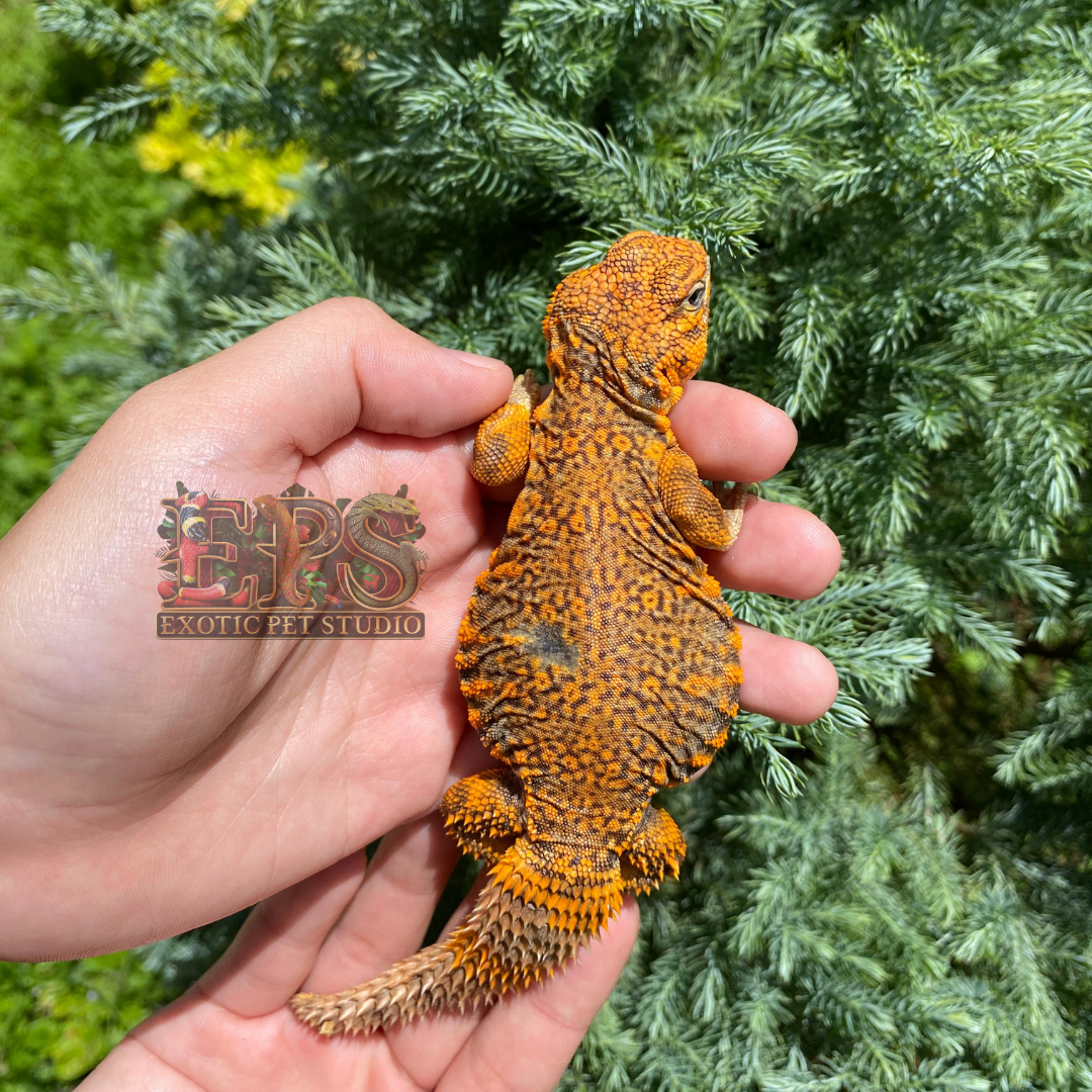 Uromastyx Geyri