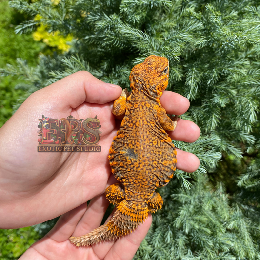 Uromastyx Geyri