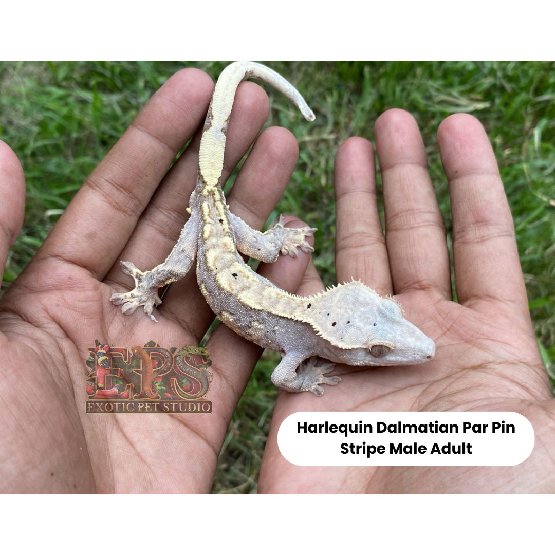 Crested Gecko Harlequin Mix Morphs
