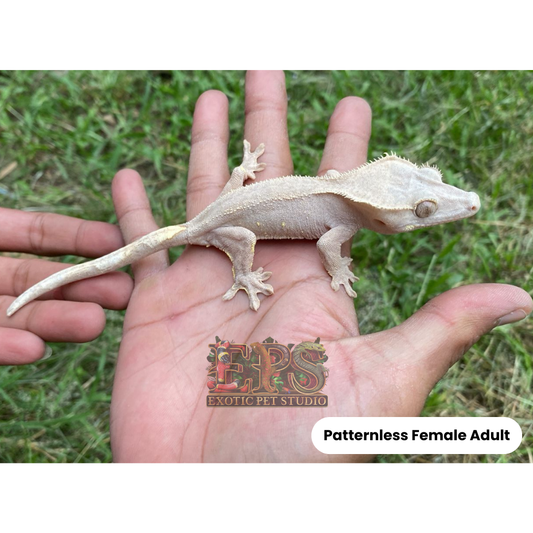 Crested Gecko Patternless