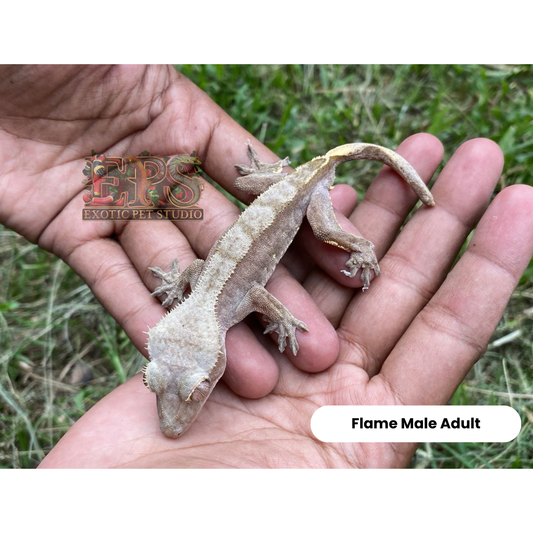 Crested Gecko Flame Mix Morph