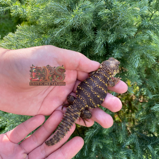 Uromastyx Geyri