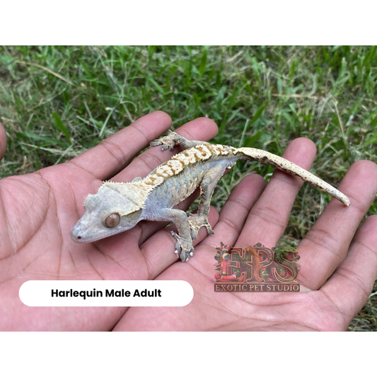 Crested Gecko Harlequin Mix Morphs