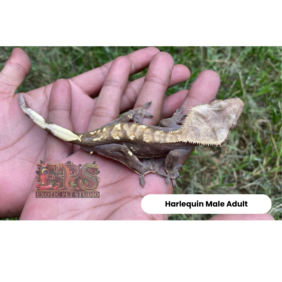 Crested Gecko Harlequin Mix Morphs