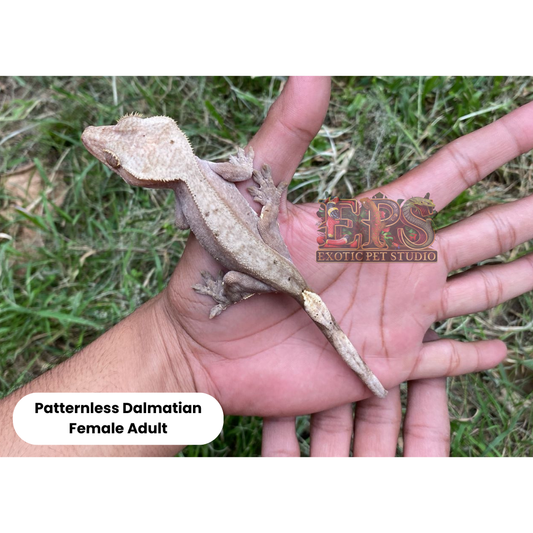 Crested Gecko Patternless