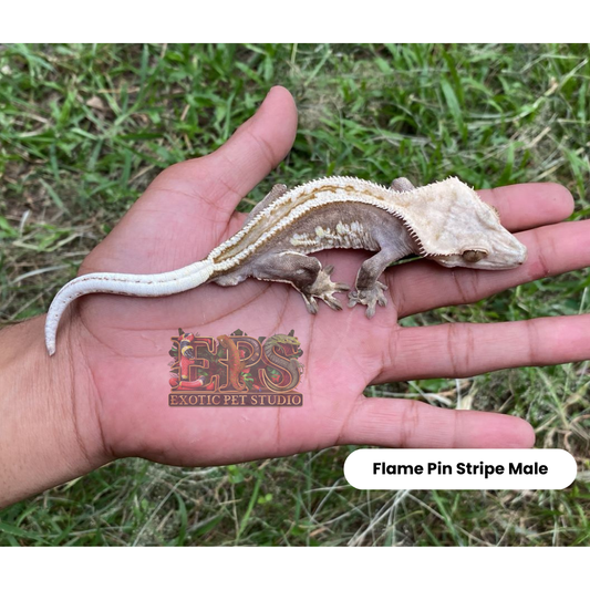 Crested Gecko Flame Mix Morph