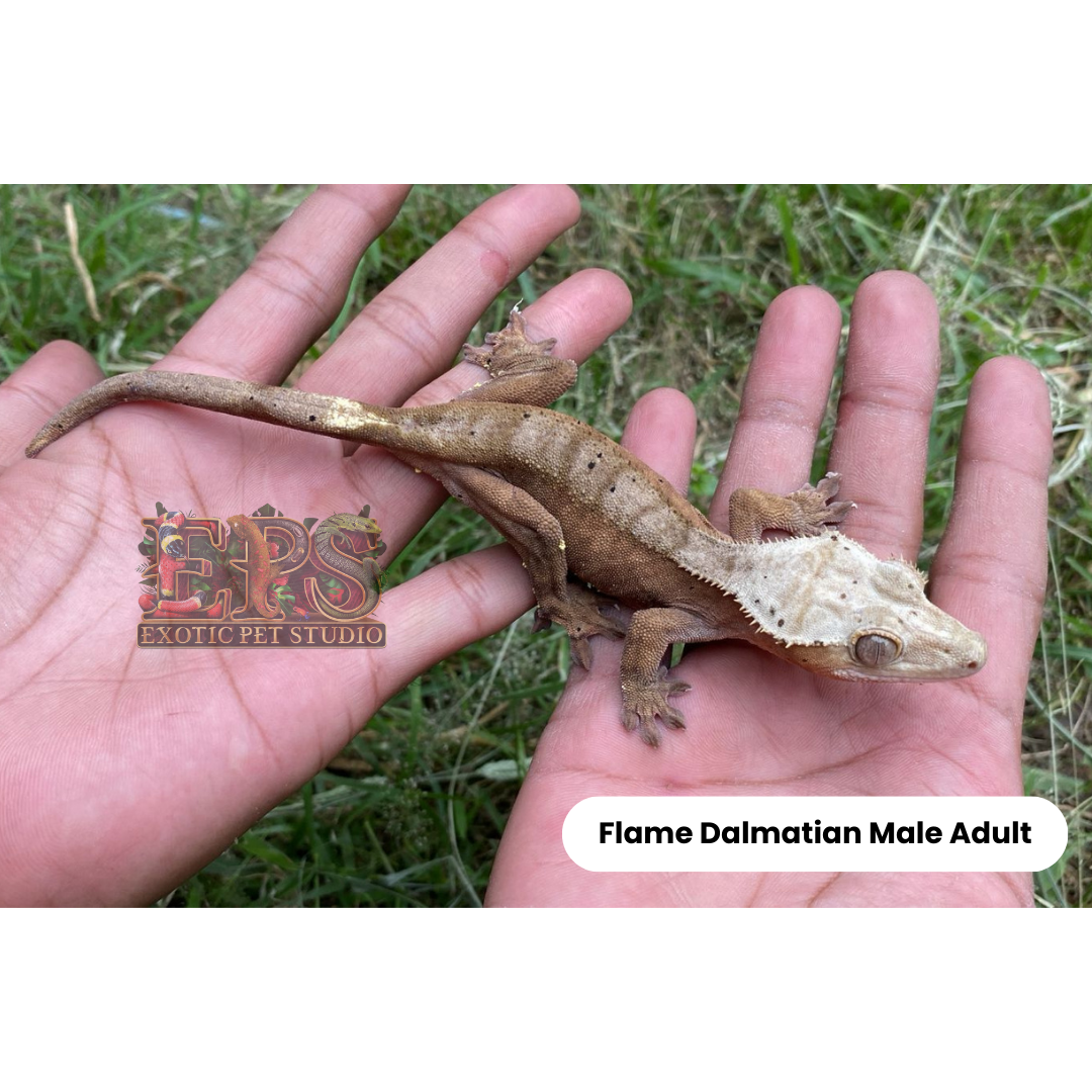 Crested Gecko Flame Mix Morph