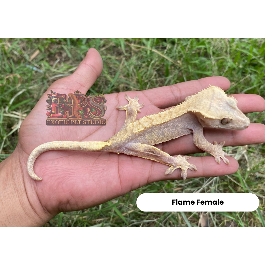 Crested Gecko Flame Mix Morph
