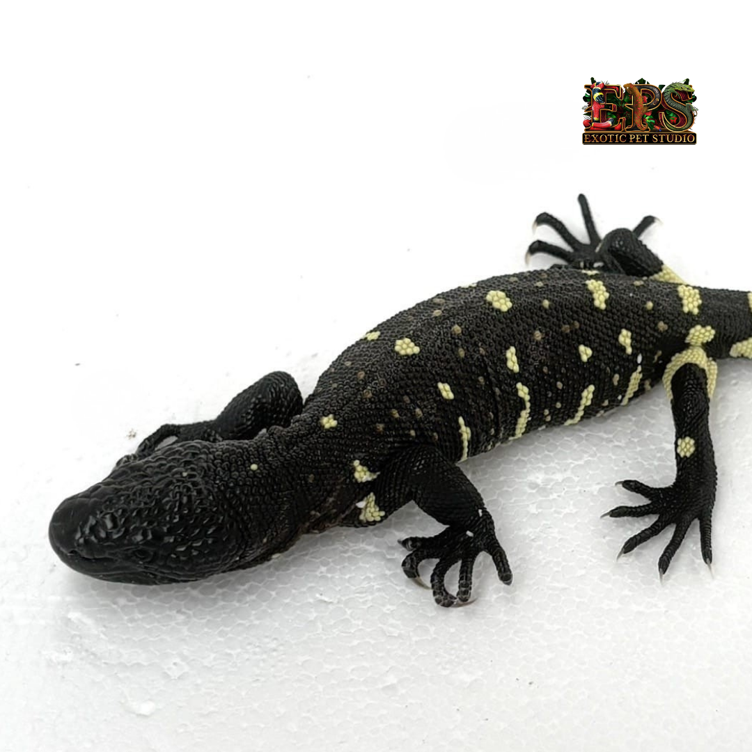 Mexican Beaded Lizard (Heloderma Horridum)