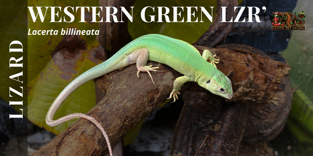Western Green Lizard (Lacerta Billineata)