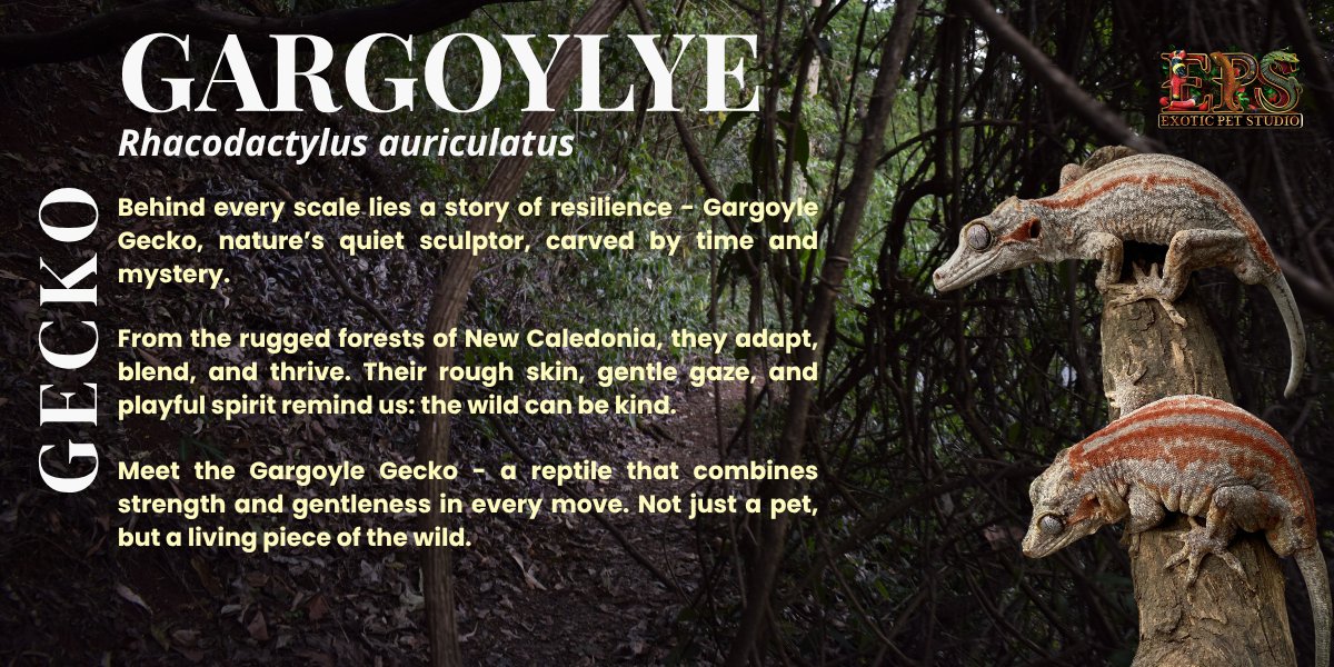 Gargoyle Gecko (Adult Size) - Mix Morphs